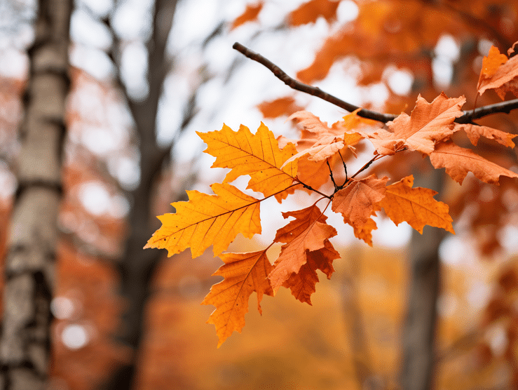 Blätter im Herbst am Baum