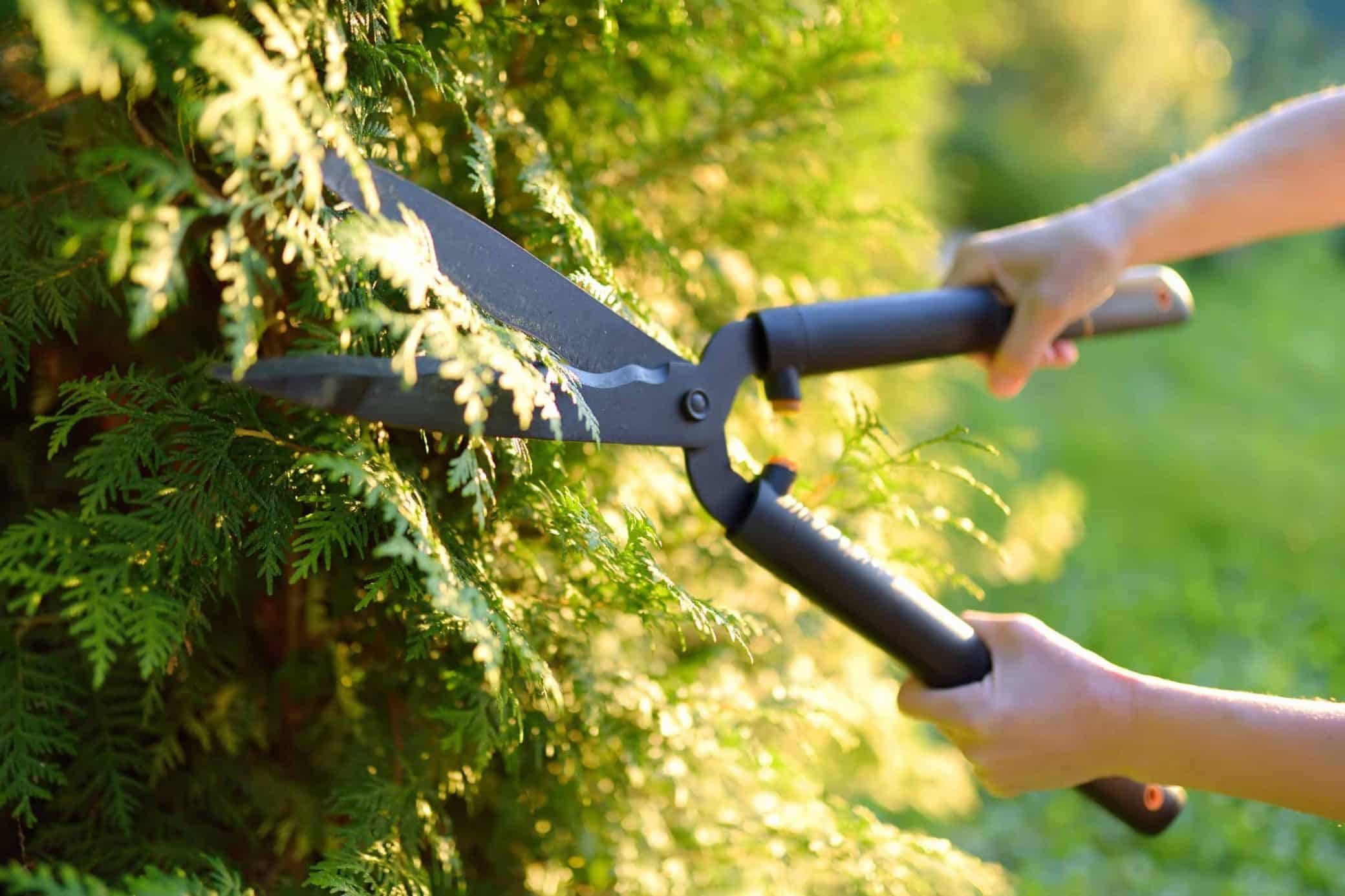 Hecke schneiden: So geht es richtig | Vistava Immobilien Service